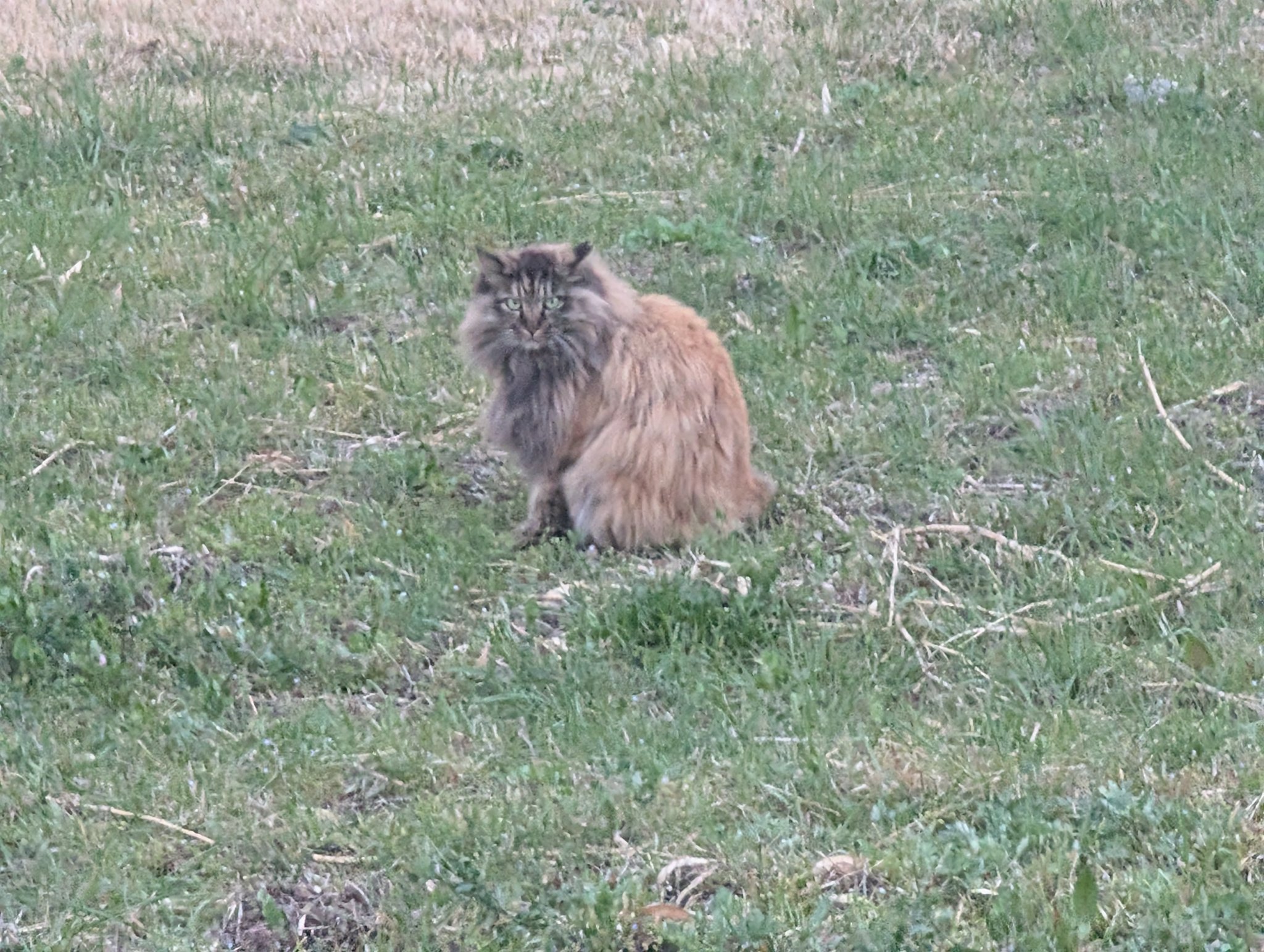 Neko (1/2)